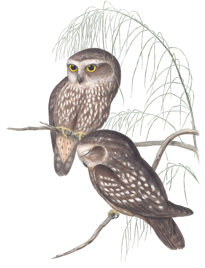Spotted Owl Bird Vintage Illustrations