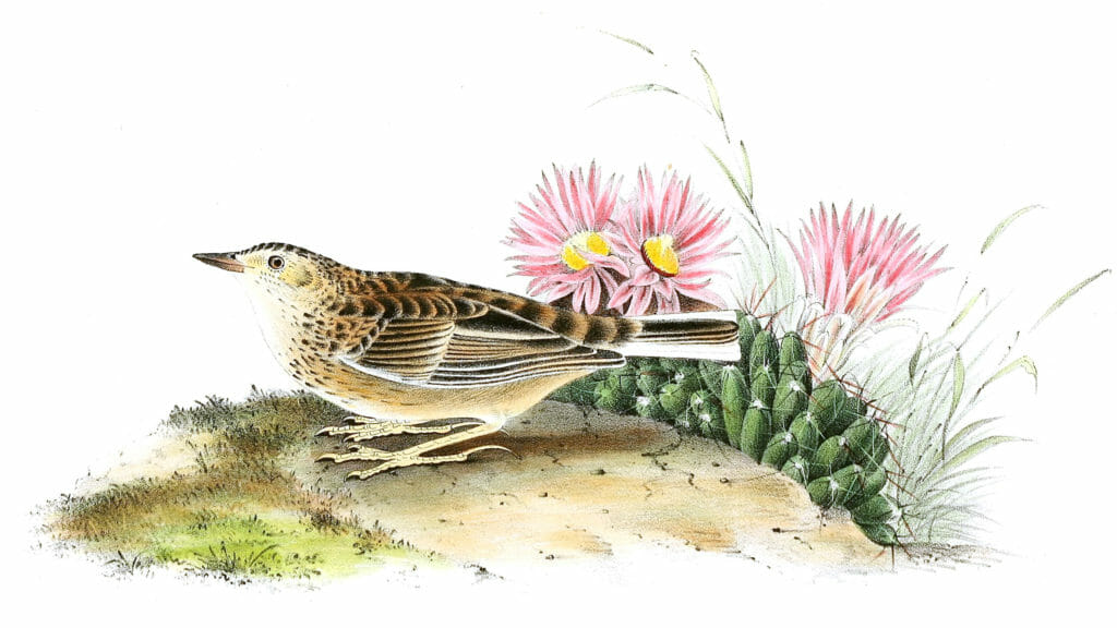 Spragues Missouri Lark Bird Vintage Illustrations