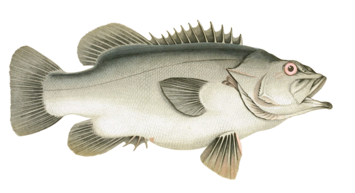 Stone Bass fish Vintage Illustration