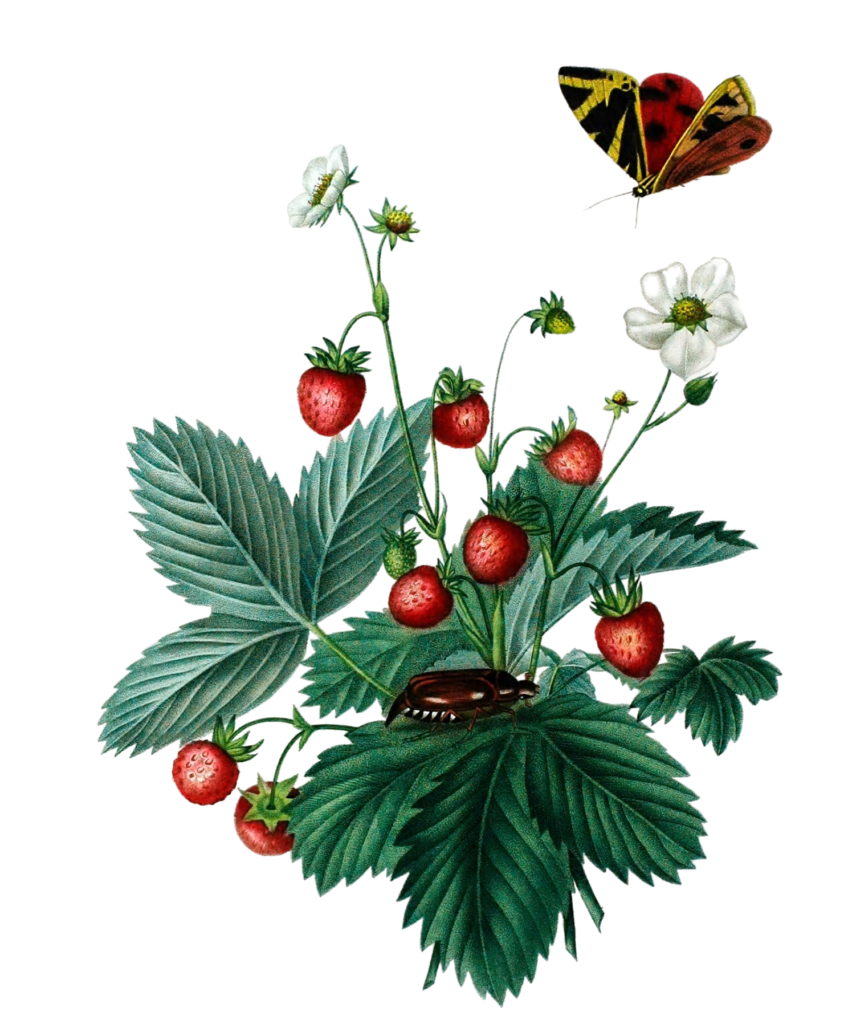 Strawberries Fraisis Vintage Fruit Illustration