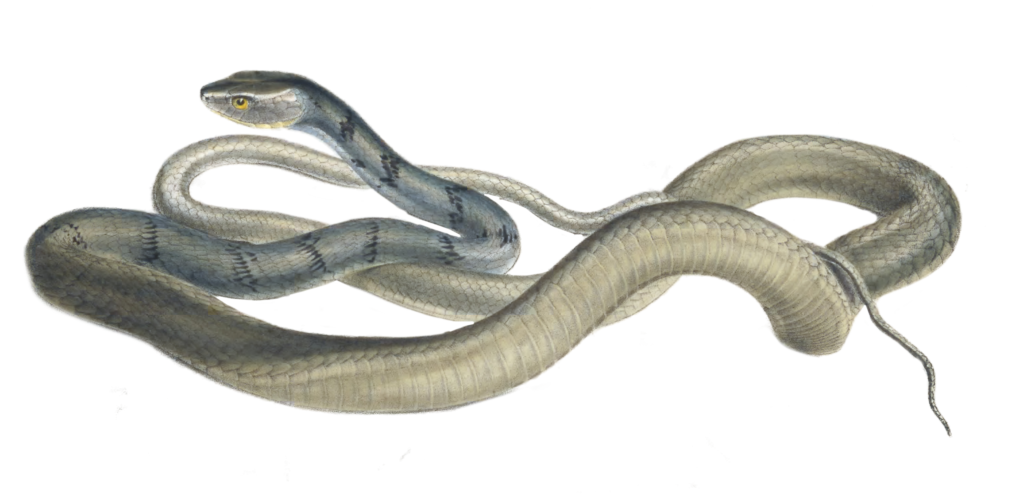 Striped Snake Dendrophis Semivarigata Vintage Illustration