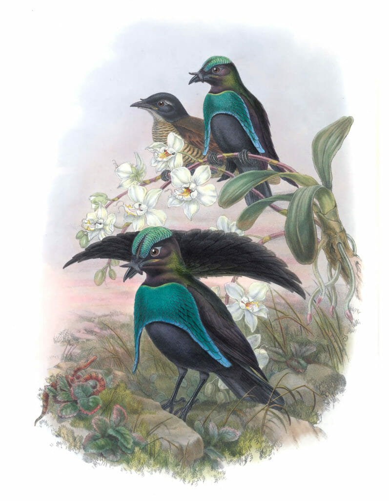 Superb-Bird-Of-Paradise-Lophorhina-Superba-Vintage-Illustration