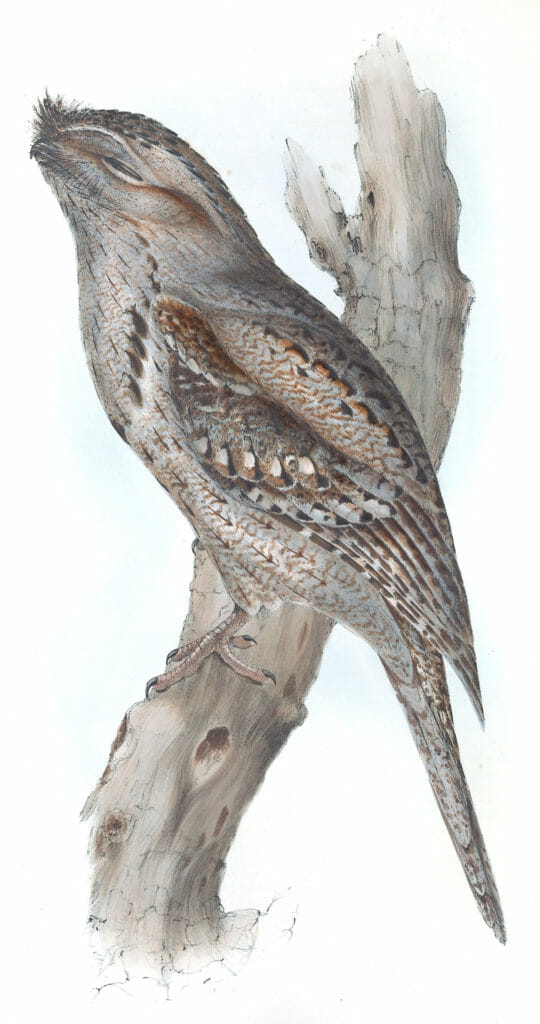 Tawny Shouldered Podargus Bird Vintage Illustrations