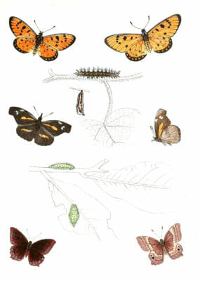 Telchinia-Violae-Libythea-Rama-Abisara-prunosa-with-caterpillar-and-pupa