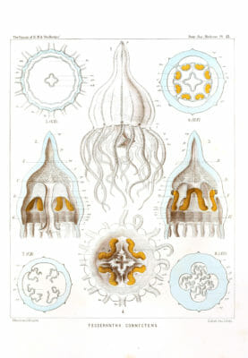 Tesserantha Connectens Vintage Jellyfish Illustration