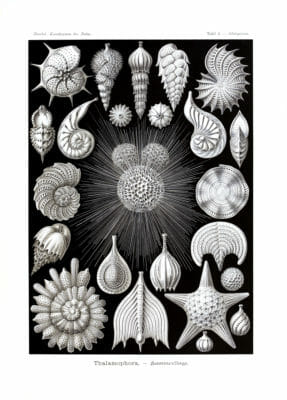 Thalamophora Vintage Jellyfish Illustration