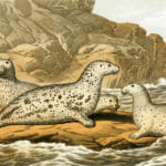 The Grey Seal Vintage illustration