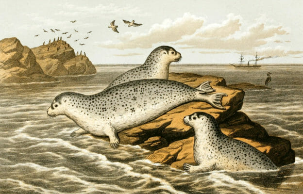 The common Seals Vintage illustration