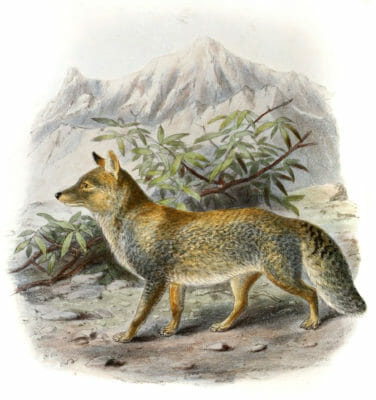 Thibet Fox Canis Ferrilatus Vintage Illustration