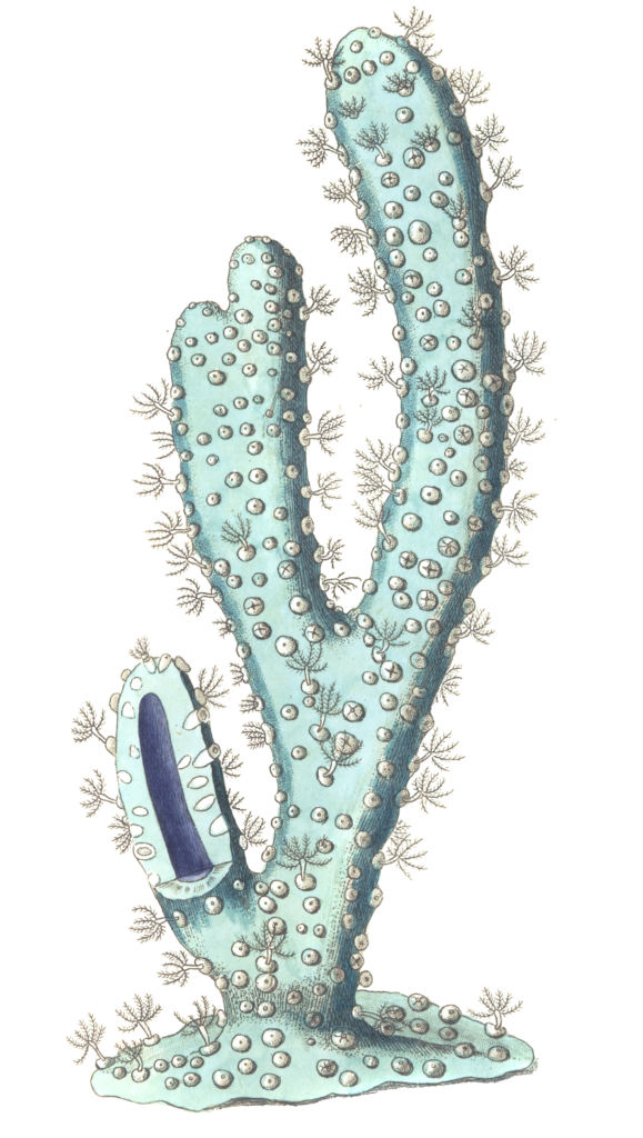 Thick Armed Gorgonia Coral Vintage Coral Illustration