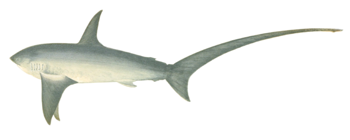 Thrasher Shark Vintage Illustration