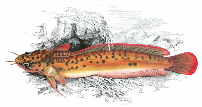 Three Bearded Rockling Fish Vintage Illustration