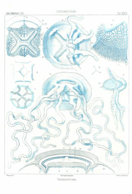 Thysanostoma Vintage Jellyfish Illustration