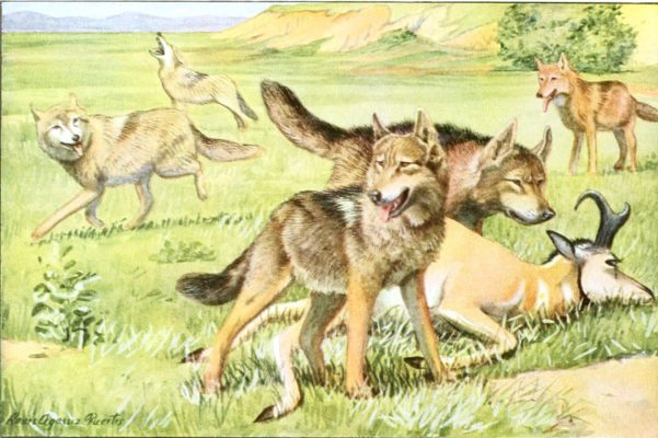 Timber wolf and coyote Vintage Illustrations