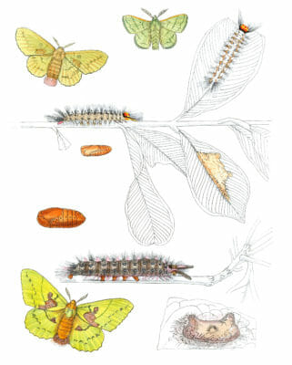 Trabala-Vishnu-Moth-Vintage-Illustration
