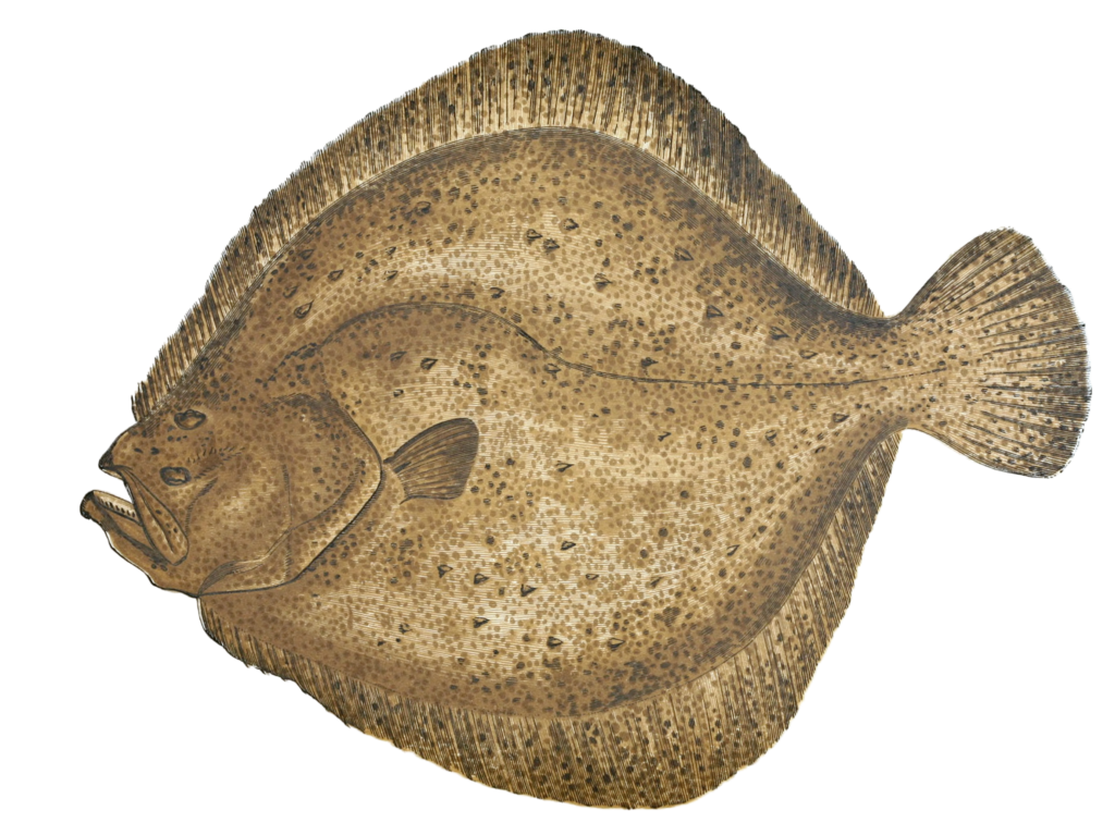 Tubbot Fish Vintage Illustration