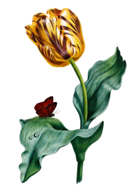 Tulip Vintage Flower Illustration