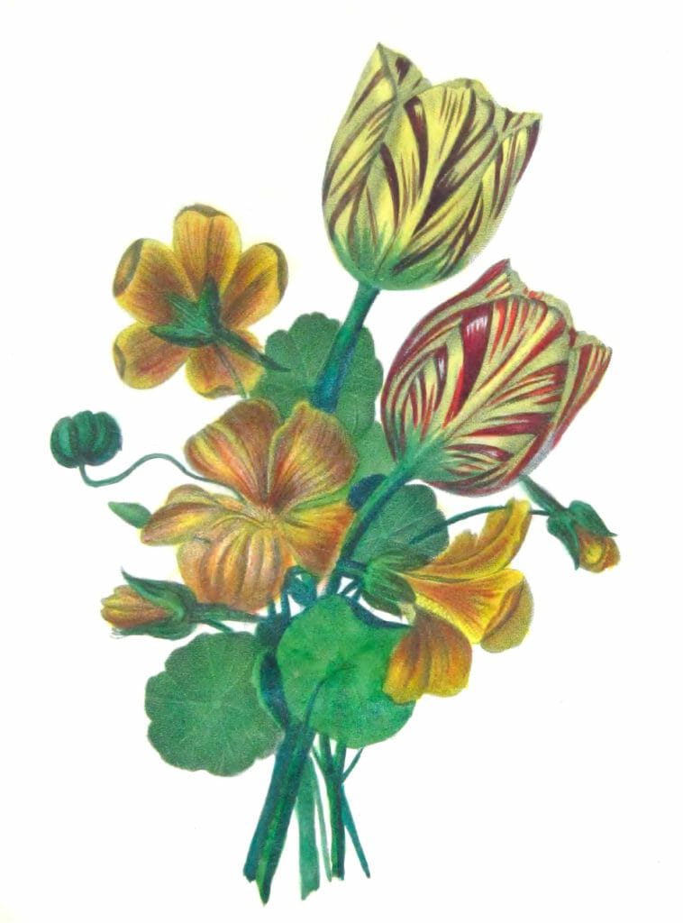 Tulipe Capucine Vintage Flower Illustration