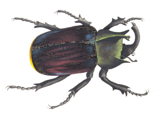 Typhon Beetle Vintage Insect Illustration