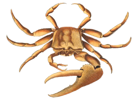 Uka-Crab-Vintage-Illustration