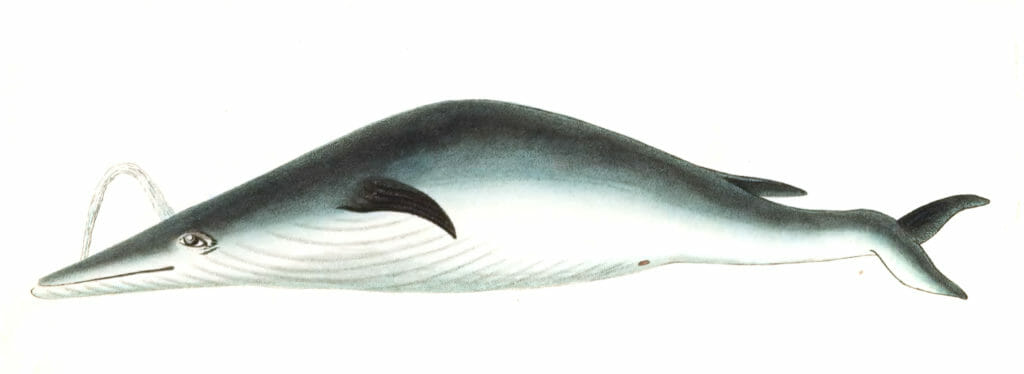 Under-Jawed-Mysticete-Whale-Vintage-Illustration
