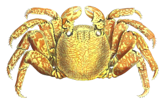 Variegated Crab Vintage Illustration