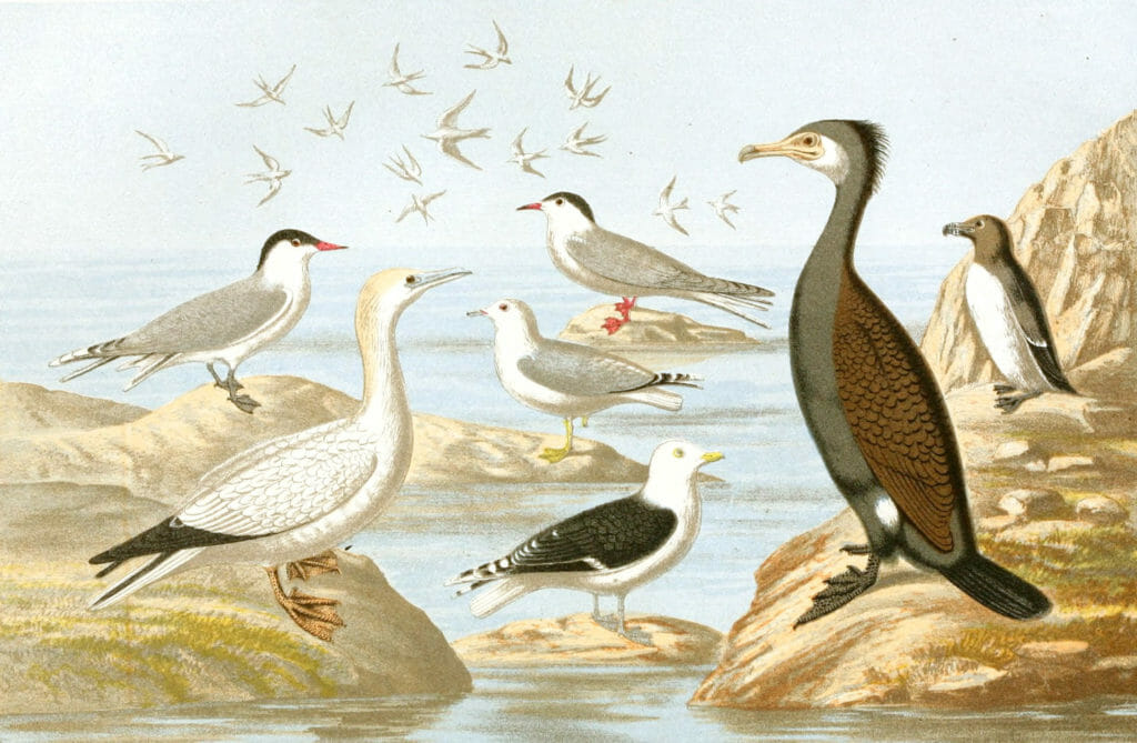 Variety of Sea Shore birds Vintage illustration