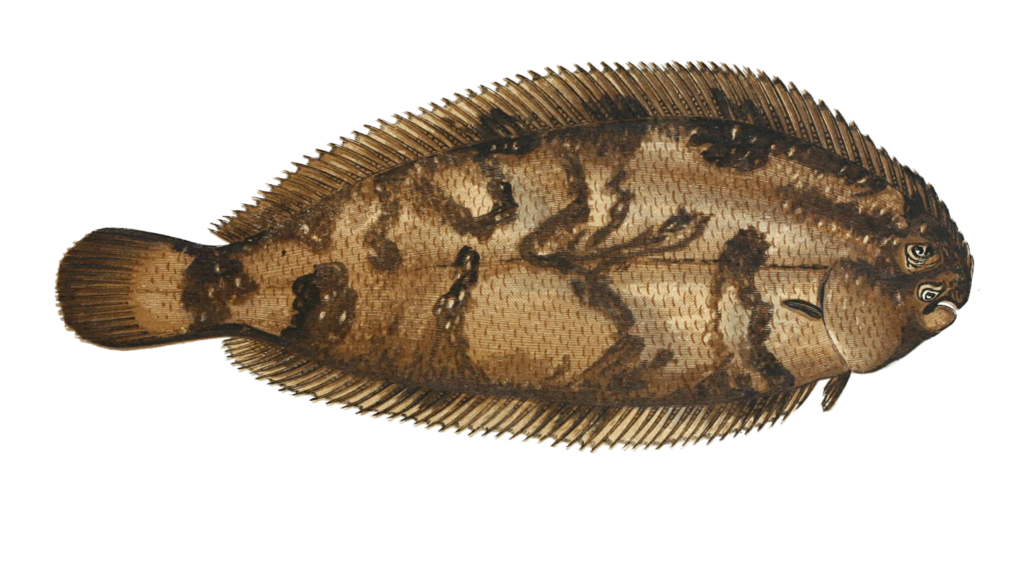Varigated Sole Fish Vintage Illustration
