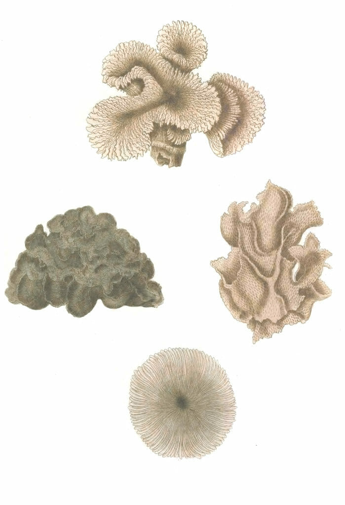 Various Coral 12 Vintage Illustration