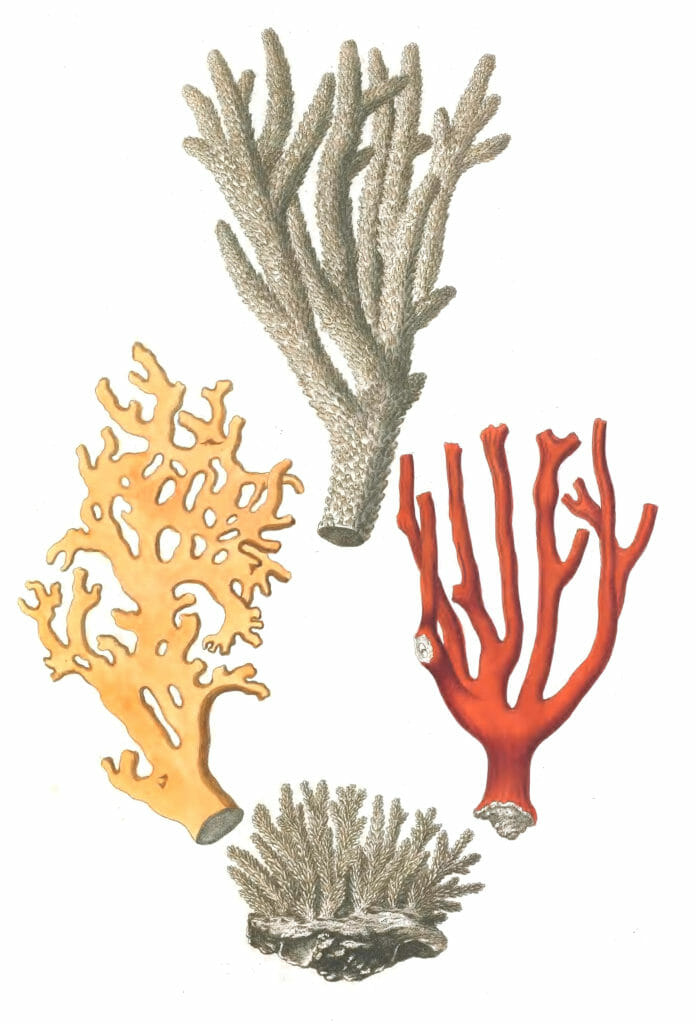 Various Coral 2 Vintage Illustration