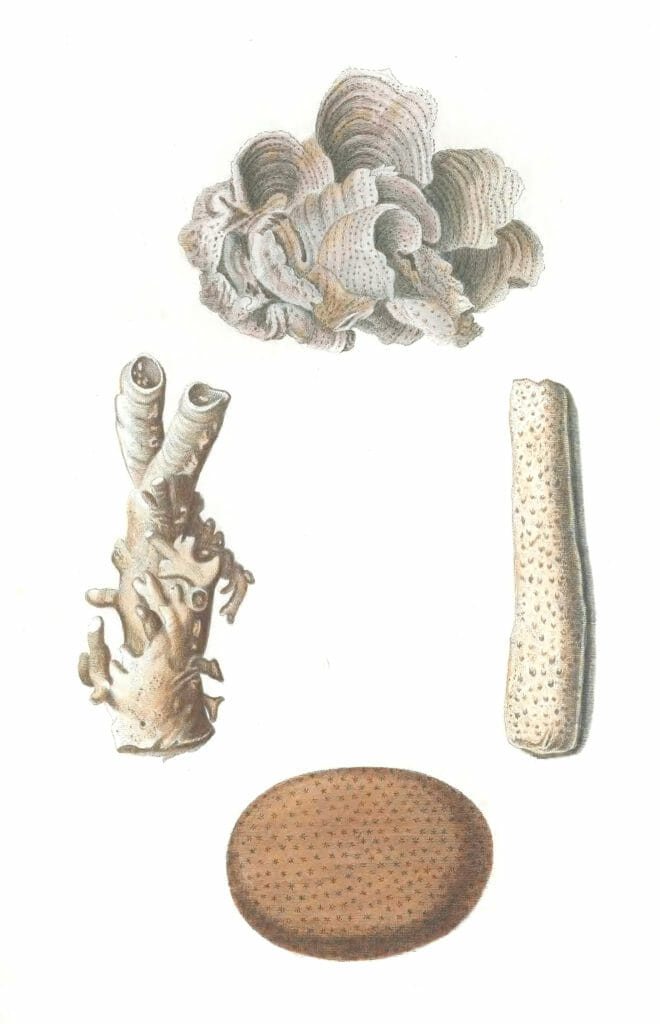 Various Coral 9 Vintage Illustration