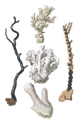 Various Coral Vintage Illustration