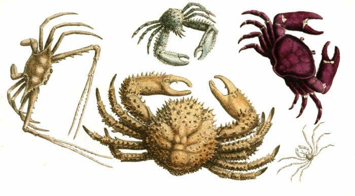 Various Crabs Vintage Illustration