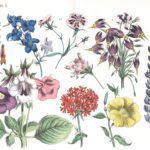 Various Flowers 5 Vintage Illustrations