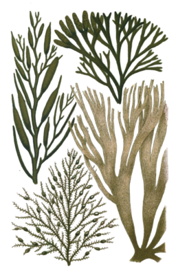 Various Green Seaweed illustration