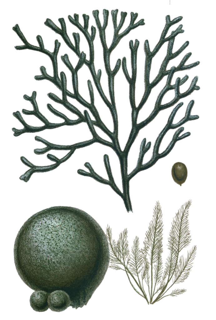 Various Green Seaweed illustration 3