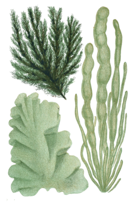 Various Green Seaweed illustration 4