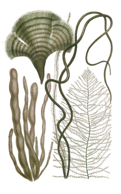Various Green Seaweed illustration 5