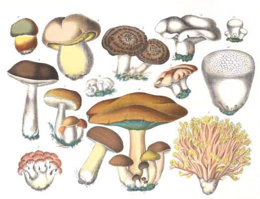 Various Mushroom Vintage Illustrations