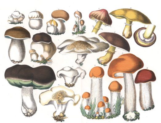 Various Mushrooms Vintage Illustrations