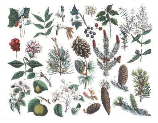 Various Pine Vintage Illustrations