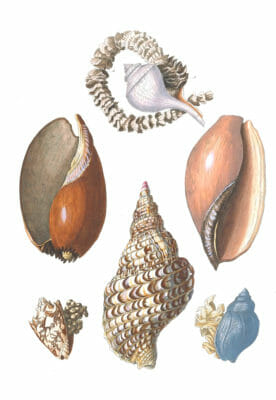Various Shells 1 Vintage Illustration