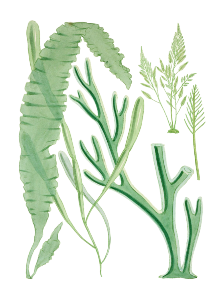 Various Vintage Green Seaweed plant Illustrations 1