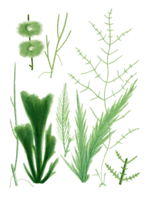 Various Vintage Green Seaweed plant Illustrations 2