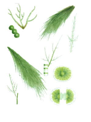 Various Vintage Green Seaweed plant Illustrations 4
