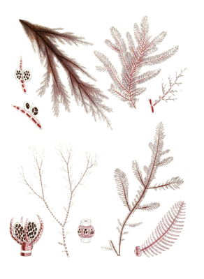 Various Vintage Red Seaweed plant Illustrations 2