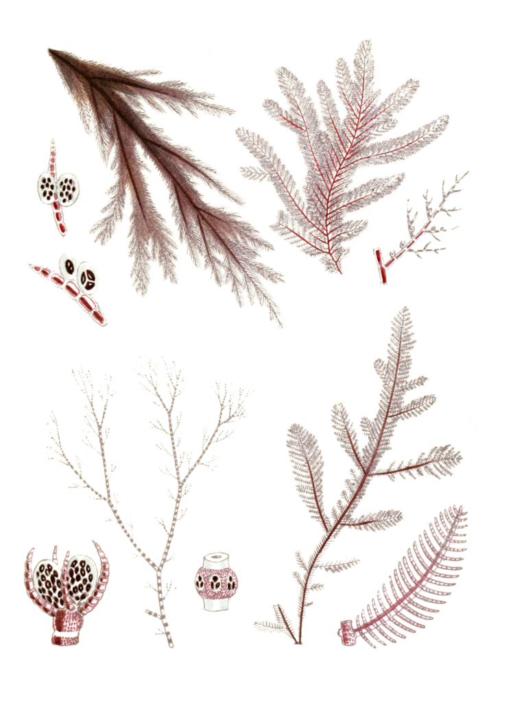 Various Vintage Red Seaweed plant Illustrations 2
