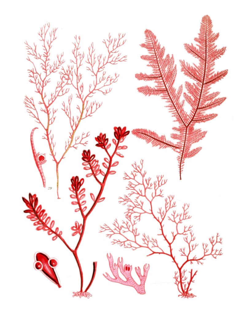 Various Vintage Red Seaweed plant Illustrations 3