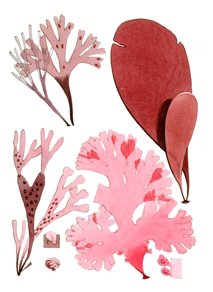 Various Vintage Red Seaweed plant Illustrations 4