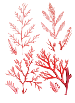 Various Vintage Red Seaweed plant Illustrations 7